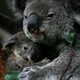 Image for article titled Happy Mother's Day To All Creatures, Great And Small